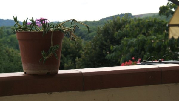 vaso.jpg