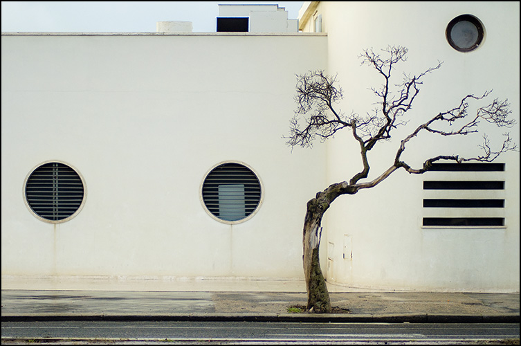 vecchia pineta.jpg