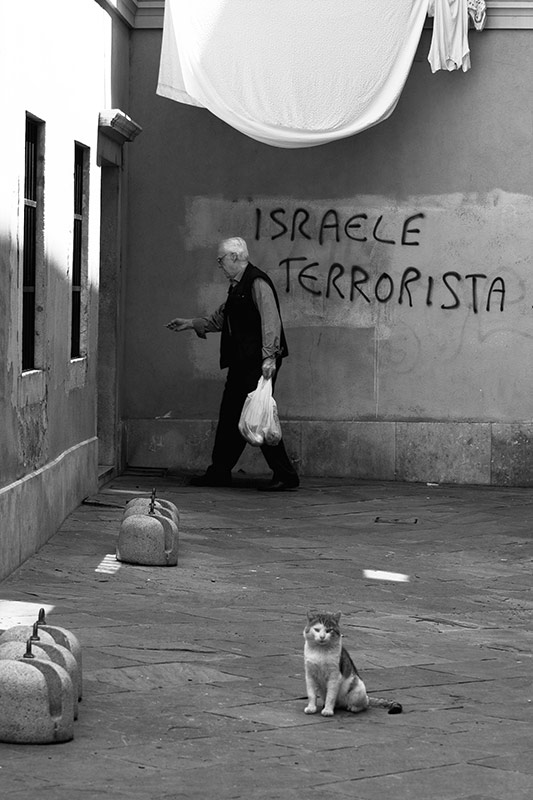 vecchio_gatto_01_BW_800.jpg