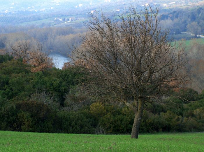veduta con albero_web.JPG