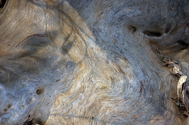 Veins-of-the-wood#1.jpg