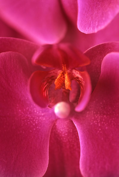 velluto rosa.jpg