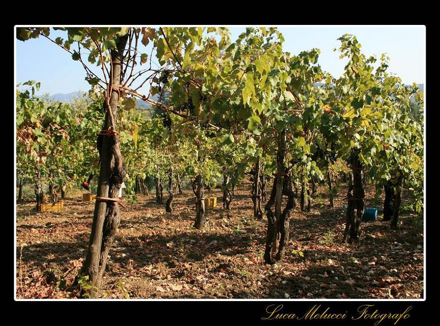 Vendemmia10.JPG