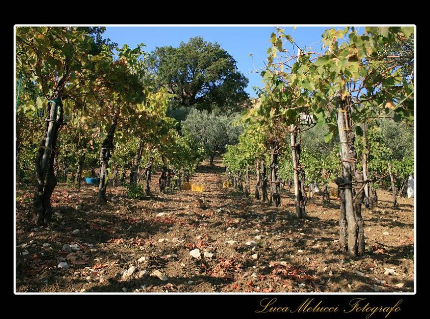 Vendemmia11.JPG