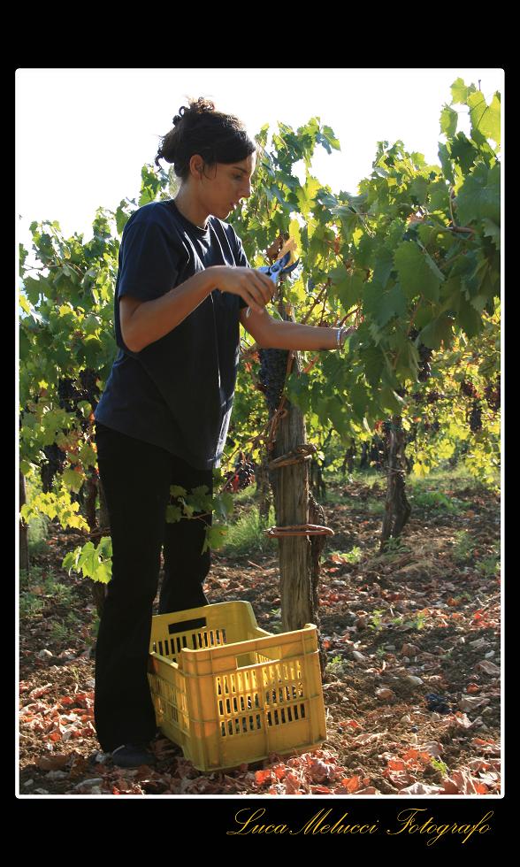 Vendemmia12.JPG