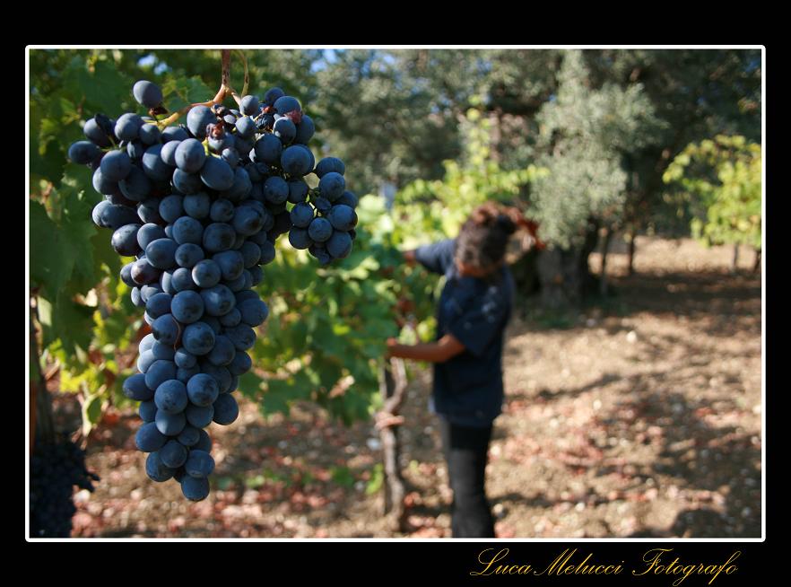 Vendemmia13.JPG