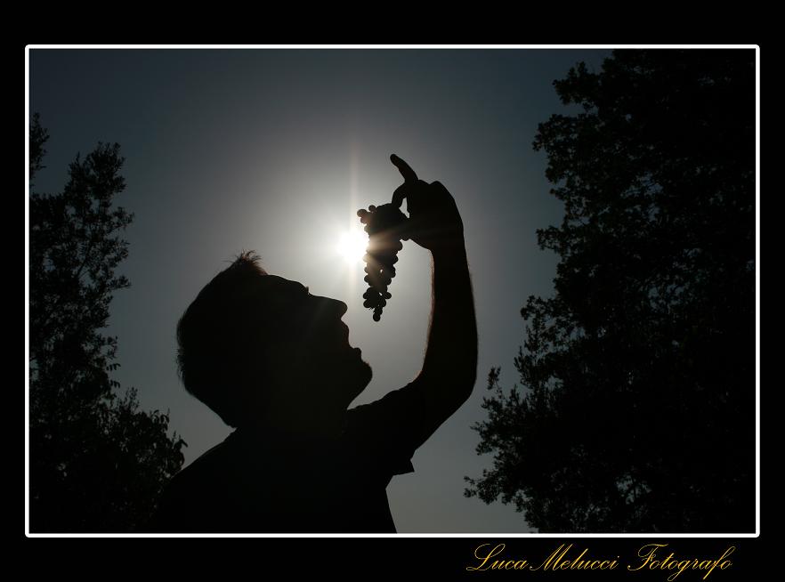 Vendemmia14.JPG