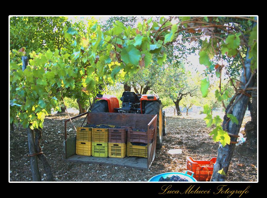 Vendemmia16.JPG