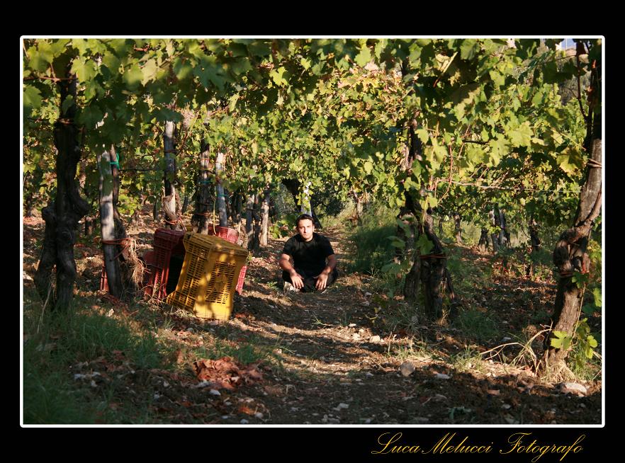 Vendemmia18.JPG