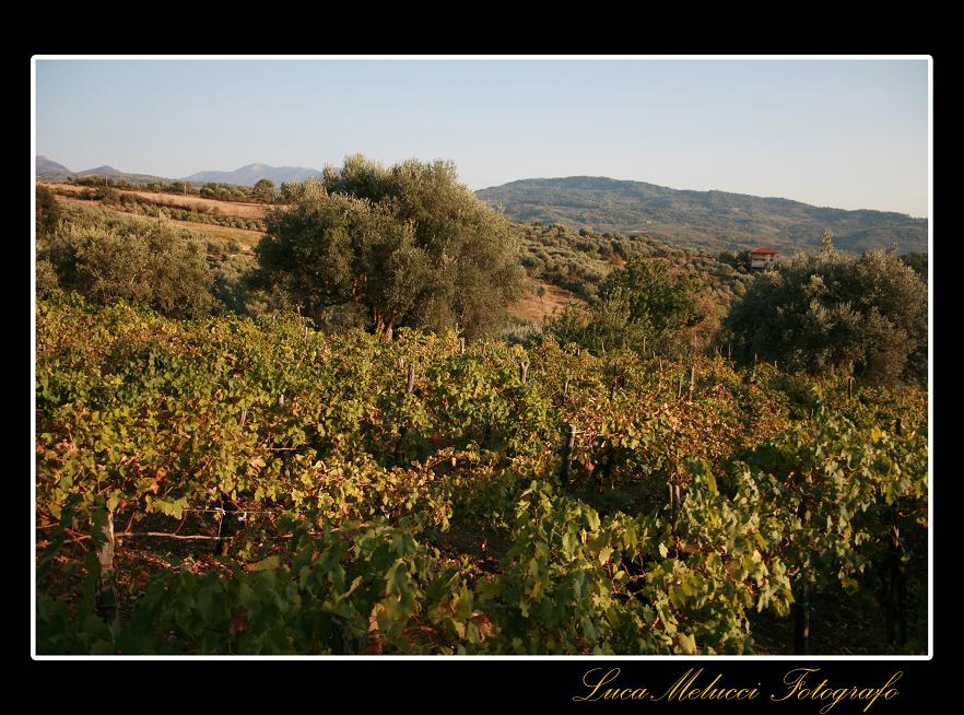 Vendemmia19.JPG