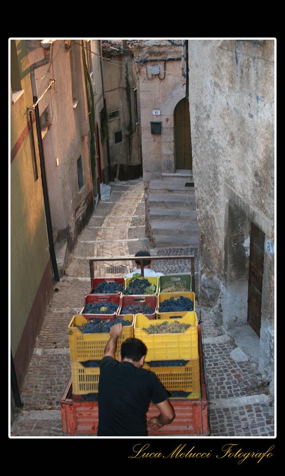 Vendemmia20.JPG