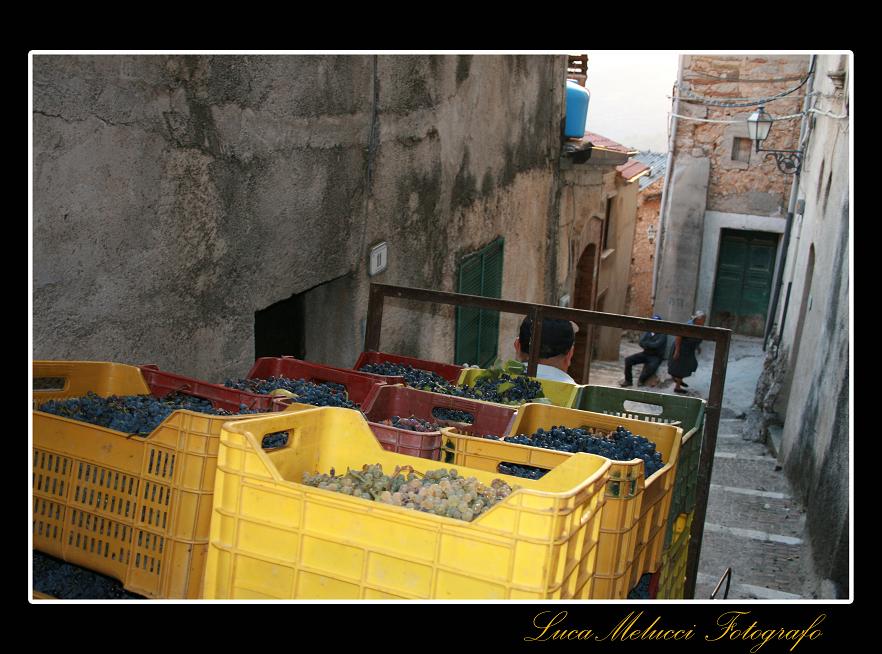 Vendemmia21.JPG