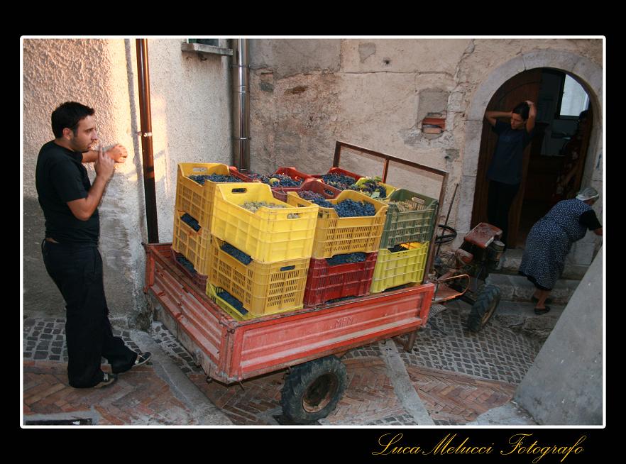Vendemmia22.JPG