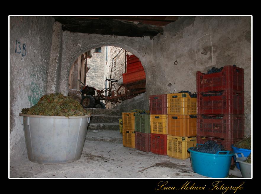 Vendemmia23.JPG