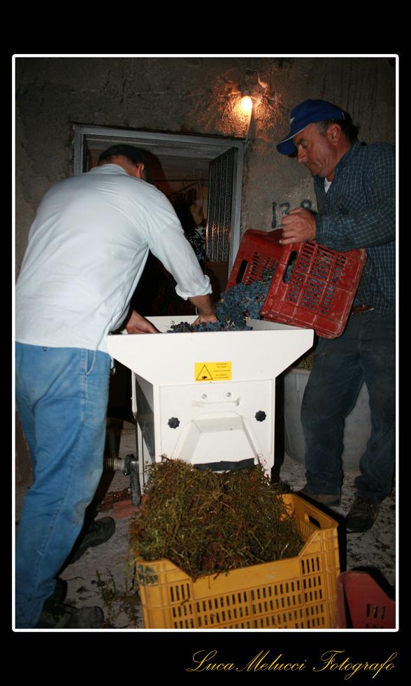 Vendemmia25.JPG