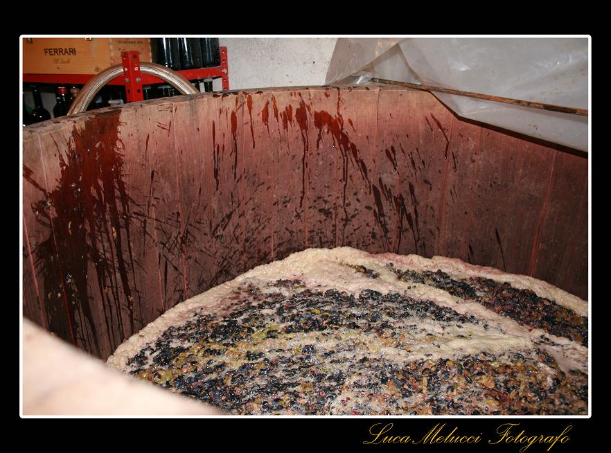 Vendemmia27.JPG