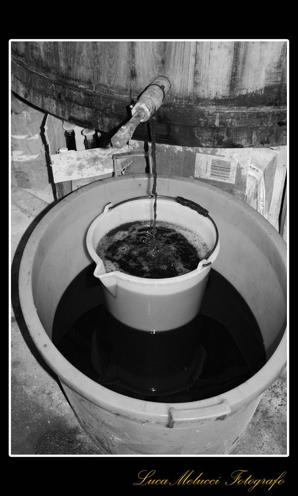 Vendemmia29.JPG