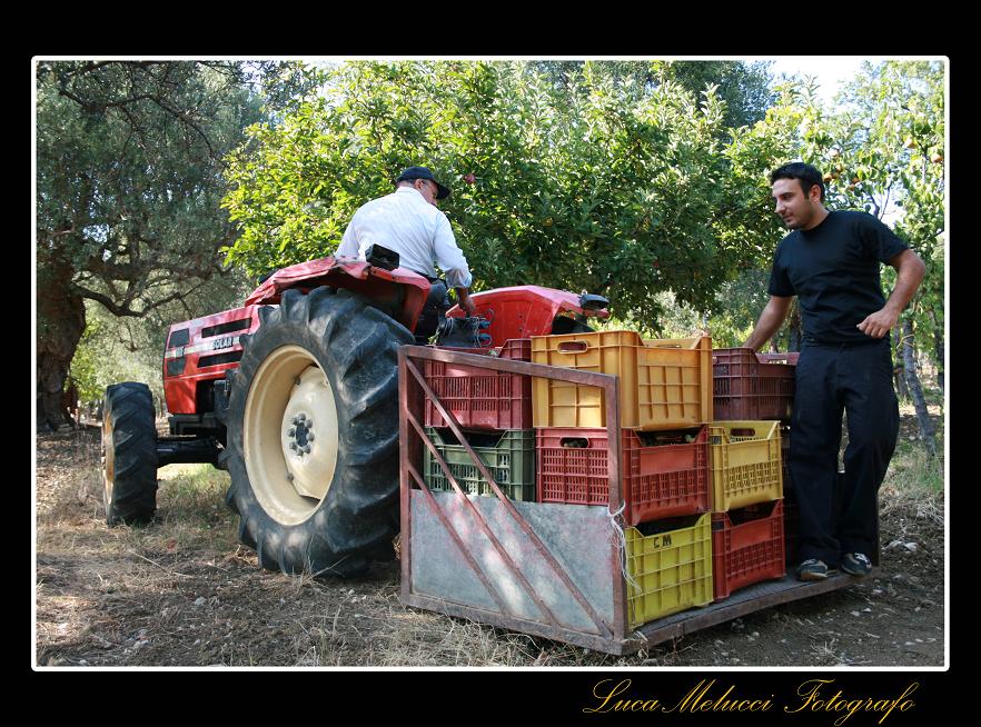 Vendemmia2.JPG