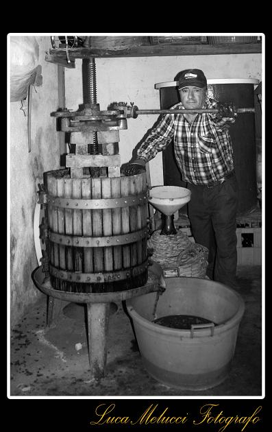 Vendemmia30.JPG