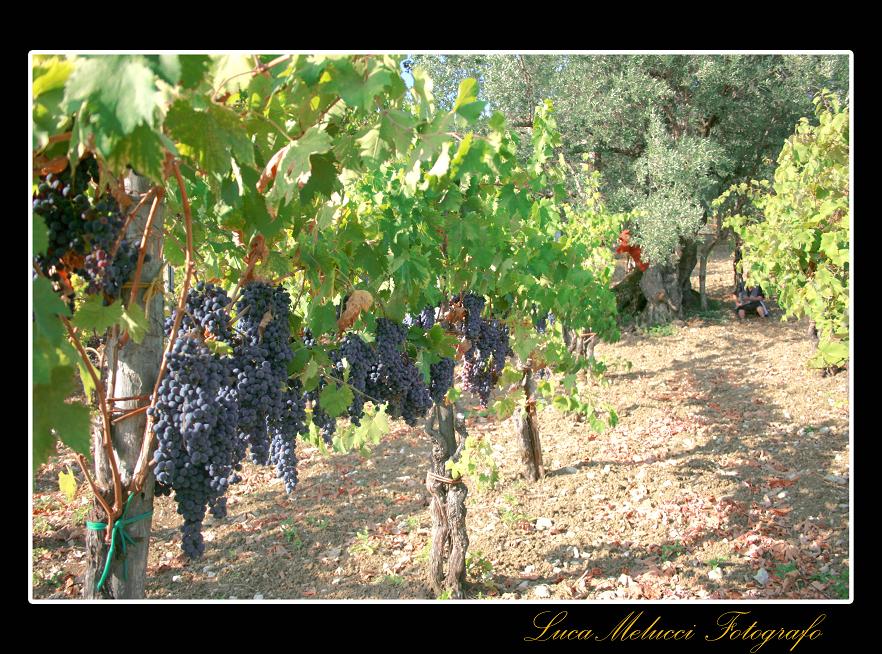 Vendemmia3.JPG