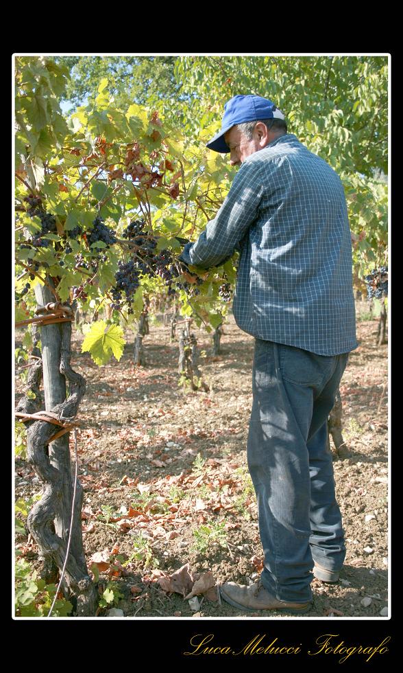 Vendemmia4.JPG