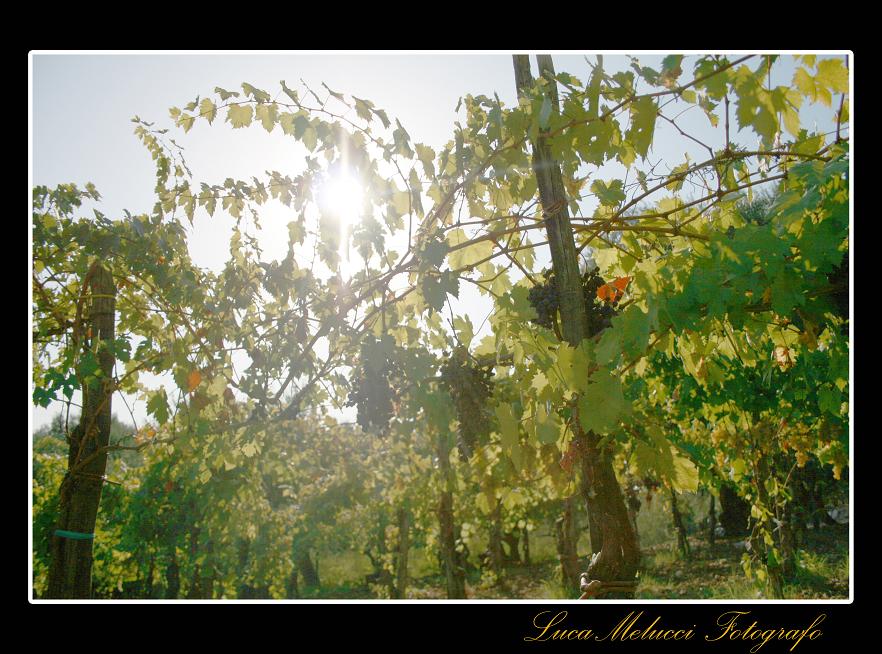 Vendemmia5.JPG