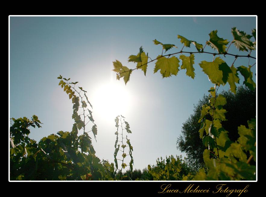 Vendemmia6.JPG
