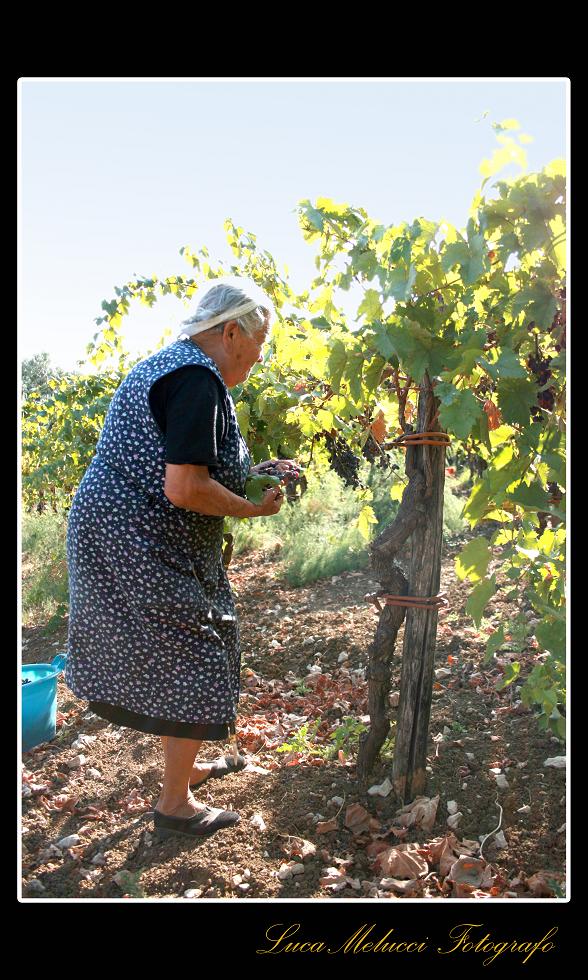 Vendemmia7.JPG