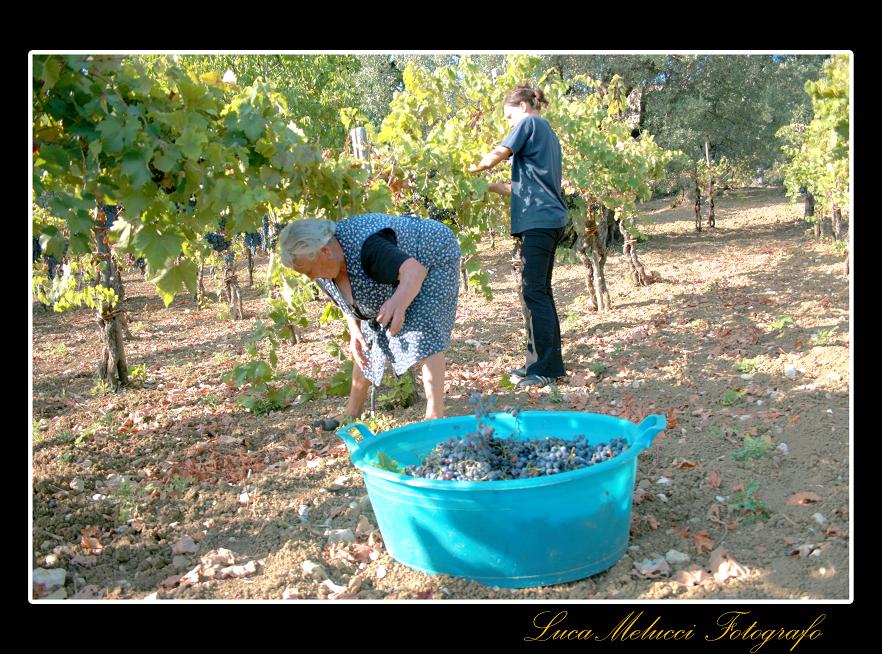 Vendemmia8.JPG