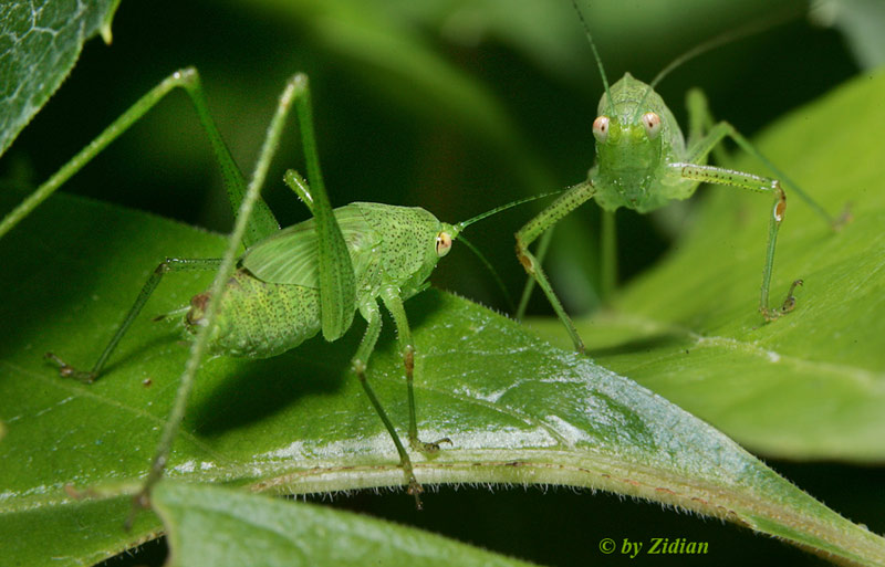 verde-mix.jpg