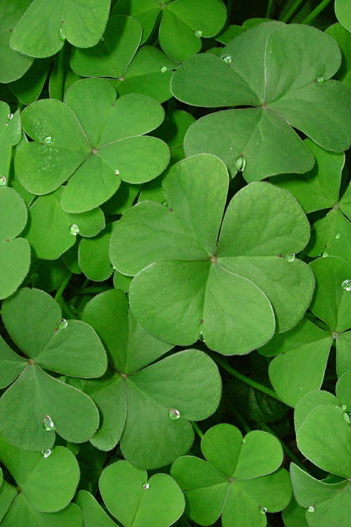 verde.jpg