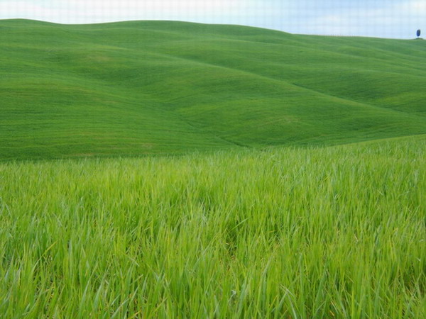verde.jpg