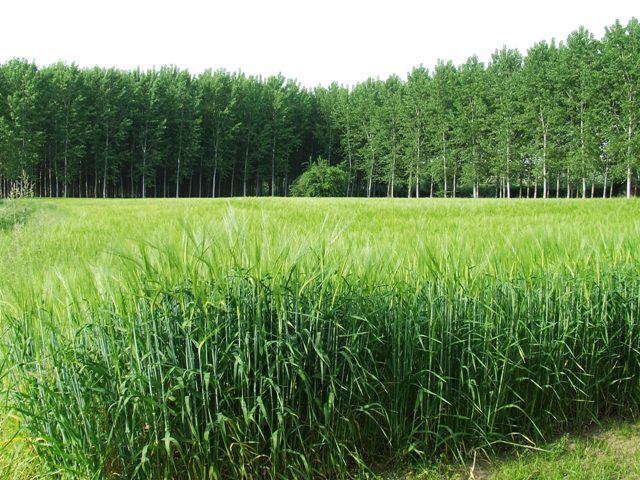 Verde.JPG