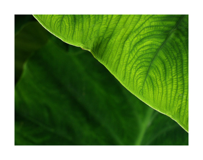 verde_min.jpg