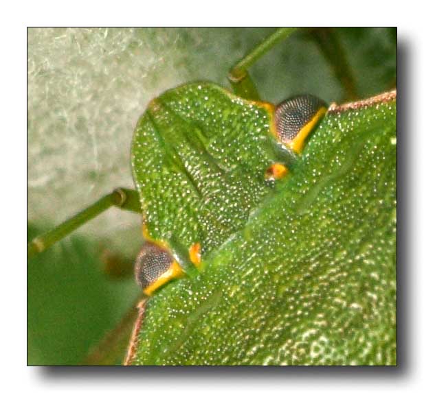 verde tra i verdi_crop.jpg