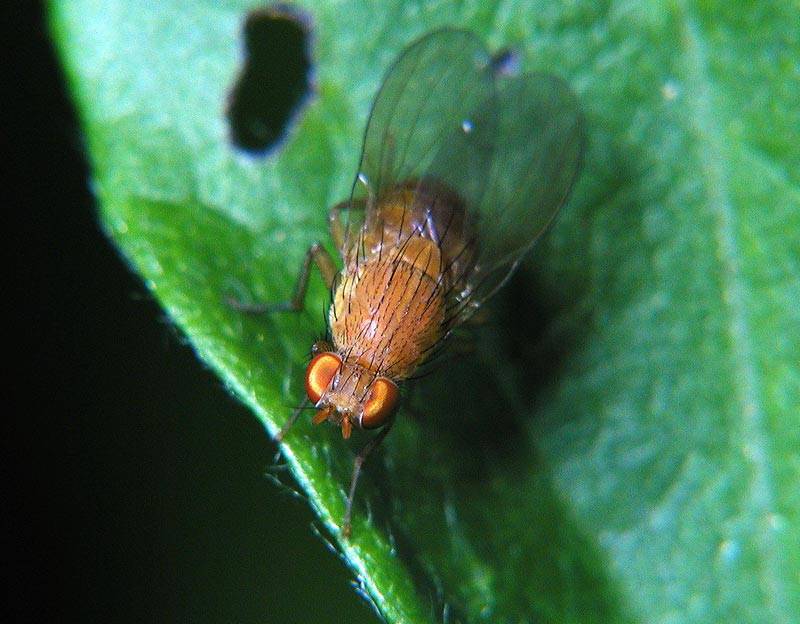 VerdeArancio.jpg