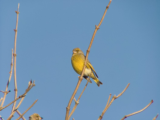 verdone370mm.jpg