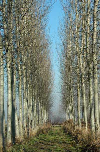 VIALE-ALBERATO2.jpg