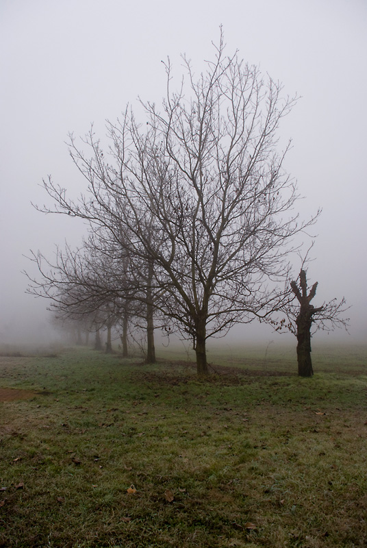 viale-d'autunno-no-ces-.jpg