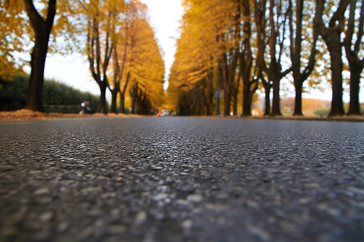 viale2.jpg