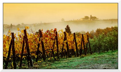 vigna_nebbia.jpg