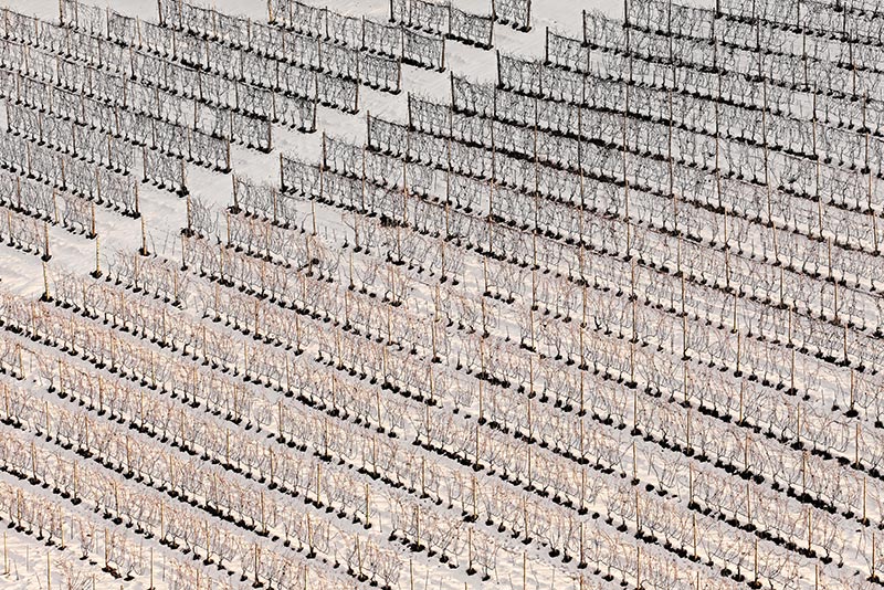 Vigneti-002---AU0Z9530-copia.jpg