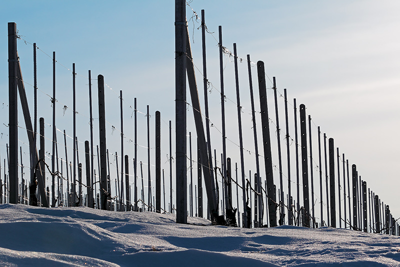 Vigneti-003---AU0Z9540-copia.jpg