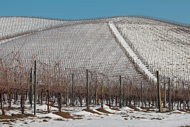 Vigneti-004---AU0Z9581-copia.jpg