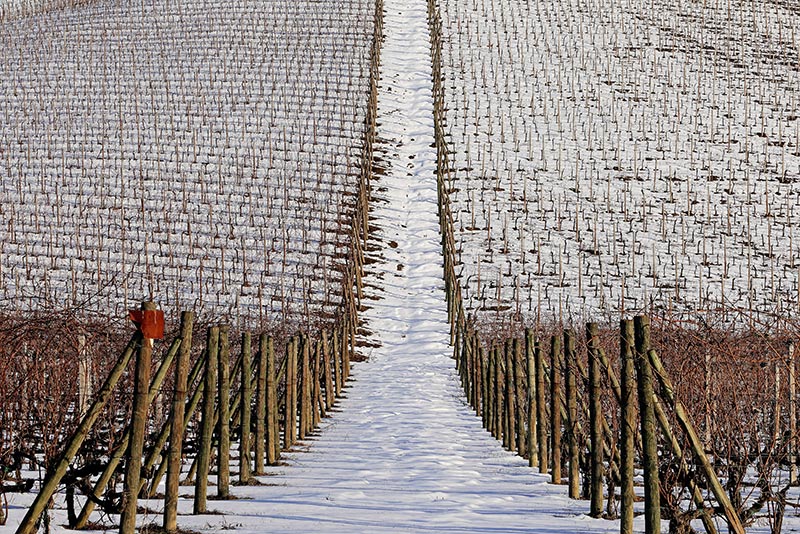 Vigneti-005---AU0Z9585-copia.jpg