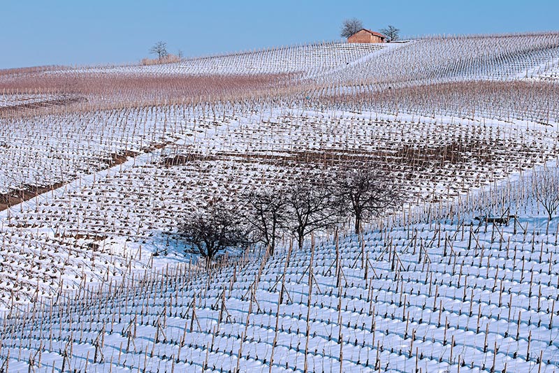 Vigneti-006---AU0Z9592-copia.jpg