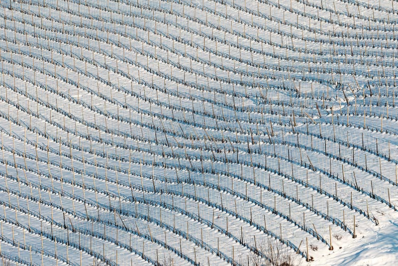 Vigneti-007--AU0Z9600-copia.jpg