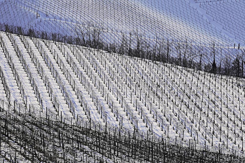 Vigneti-009---AU0Z9610-copia.jpg