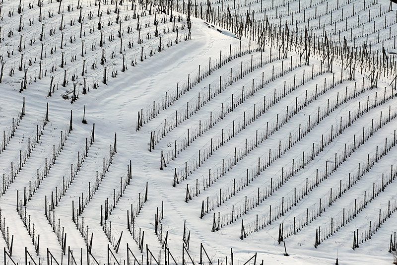 Vigneti-010---AU0Z9616-copia.jpg