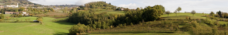 Vigneti.09.jpg